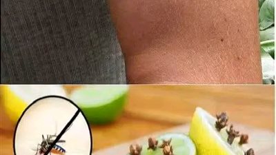 وداعا للنموس والهاموش والحشارات الطائرة ! غالبا ما يزعجوك في المنزل طرق مفيدة للتخلص منهم 