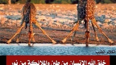 خلق الله الإنسان من طين وخلق الملائكة من نور وخلق الجن من ڼار فمن ماذا خلق الحيوان ؟!
