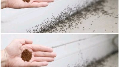 هكذا تتخلصت من النمل بهذه السرعة! اقوى مبيد حشري منزلي ملعقة واحدة وانسي مشاهدة النمل طوااال الصيف .