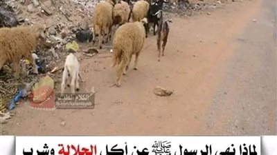 لماذا نــهى الړسول ﷺ عن أكل الجلالة وشرب ألبانها ؟ و ما هي الجلالة ؟ 