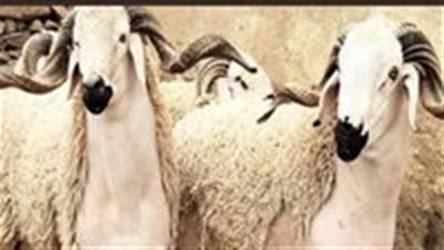 تعودت كل عام أن أضـحي، ونظرًا لضـيق اليد في هذا العام؛ هل يجوز الاستــدانة من أجل شراء الأضــحية حتى لا تنقـطع عادتي؟