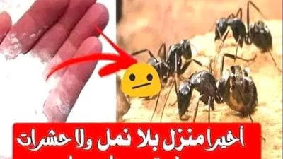 حيل تخلصك من النمل