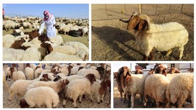 هل من الضروي أن ينحر المضحى ذبيحته بنفسه؟