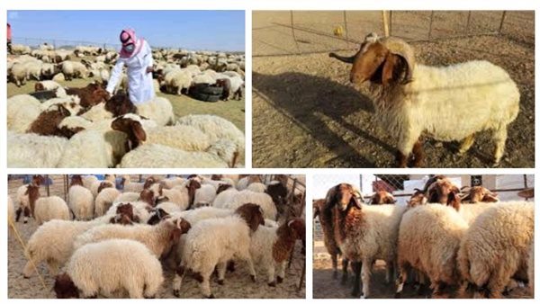 موقع أيام نيوز