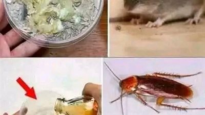 3 طرق بسيطة للتخلص من الفئران واي حشرات وتبعدها عن منزلك نهائي ولن تراها مرة اخرى 