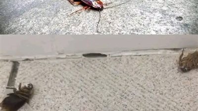 وصـفة فورية للتخلـص من الصـراصير في الحال أقــوى من المـبيد الحشــري  انسي الصــراصير والنمل وحشـرات الصيف كله 