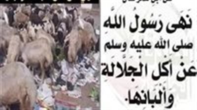 لماذا نهانا الړسول ﷺ عن أكل الجلالة وشرب ألبانها ؟ و ما هي الجلالة ؟