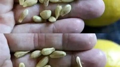 عند عصر الليمون لا ترتكب هذا الخطأ وترمي البذور 