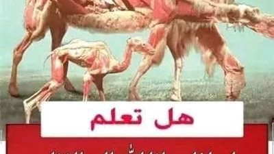 لماذا دعانا الله للنظر إلى الابل كيف خلقت شاهد المفاجأة التي كشفها العلم