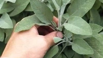 فوائد المرمية 