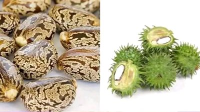 زيت الخروع بعد الخمسين اليكم ما يحدث بعد 7 أيام من الاستخدام وطريقة الاستخدام وفوائده 