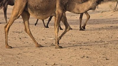 حكم اكل لحم الابل