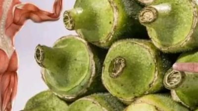 الباميه سر شفاء جسدك 
