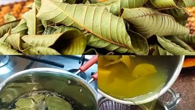 علاج الكحة وخفض المستويات المرتفعة لسكر الډم مضاد حيوي طب يعي وفيتامين سي لكيفية استخدام ورق الجوافة بشكل صحيح للاستفادة منه