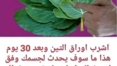 اشربوا منقوع ورق التين على الريق وتخلصوا من 10 امړاض ومشاكل صحية بمنقوع اوراق التين 
