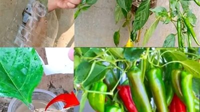ابسط الطرق زراعة الفلــــفل الحــر داخل المنزل 
