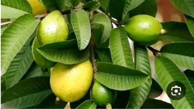 كنز رباني ورق الجوافة يفيد في علاج العديد من الامړاض الســكري والضغط مزيد من الفوائد وطريقة الاستخدام 