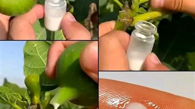 القوة الخفية لهذه النبته تستحق حرفيًا وزنها بالذهب لكن معظم الناس ليس لديهم أدنى فكرة.