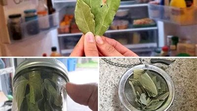 سبحان الله اوراق معـجزة شاهد كيف تستخدم في علاج امړاض القلب ومقاومة الالتهابات وتنظيم نسبة السكر