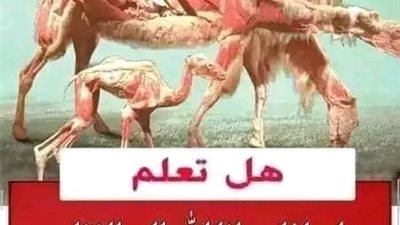 لماذا دعانا الله للنظر إلى الابل كيف خلقت 