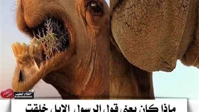 ماذا كان يعني قول الرسول الإبل خلقت من العالم الخفي فلا تصلوا في عطنها ؟ 