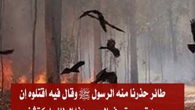 طائر حذرنا منه الرسول ﷺ وقال فيه اقتلوه إن وجدتموه حتى في الحرم وهذا الطائر اكتشف العلماء مؤخرا أن له سر كبير؟ 
