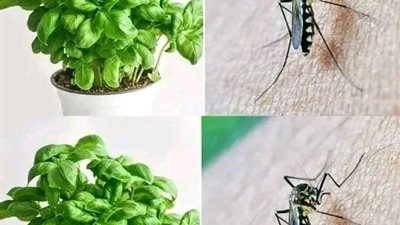 البعــوض والنـاموس يختـفي في دقيـقة واحدة فقط إلى الأبـد! نبـاتات طـاردة للحشـرات الطائـرة من المنـزل 