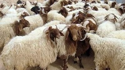 هل تعلم من أين جاء الكبش الذي فدى الله به سيدنا إسماعيل عليه السلام ؟