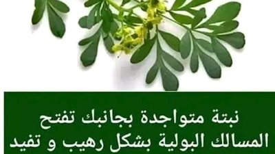 يعتبر التهاب المسالك البولية من أكثر المشاكل شيوعًا لدى النساء والرجال..